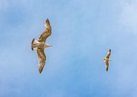 Freedom in the Air: Seagulls against Bright Blue Sky