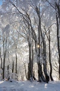 Zon in het winterse bos van Daniela Beyer