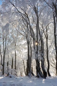 Zon in het winterse bos