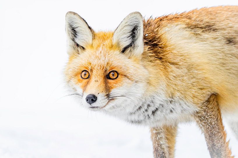 Close up of a fox by Sam Mannaerts
