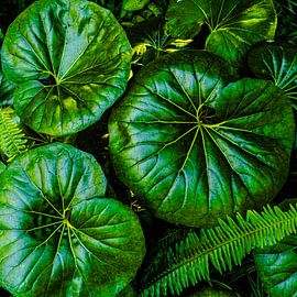 Plante léopard verte