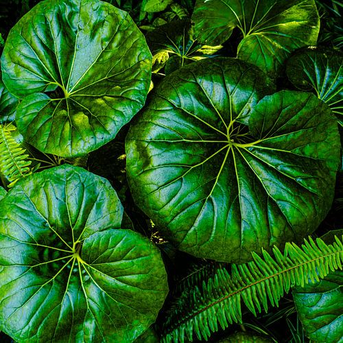 Plante léopard verte sur Dieter Walther