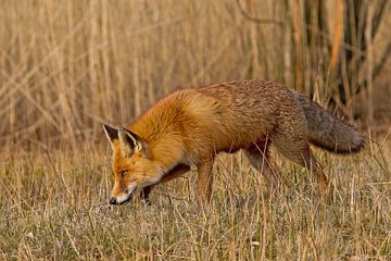 Fox by Peter Deschepper