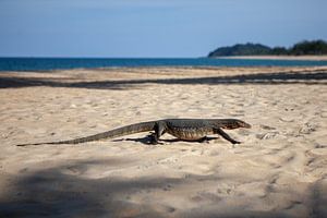 Bindenwaran - Malaysia