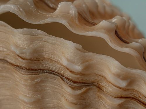 Stück einer Muschel von Marjolijn van den Berg