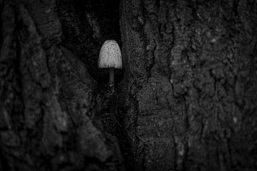Silent Connection: Mushroom and Tree