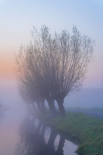 Knotwilgen in de ochtend mist