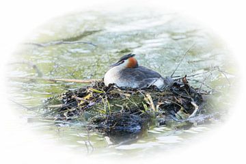 Fuut op nest van Jacqueline Gerhardt