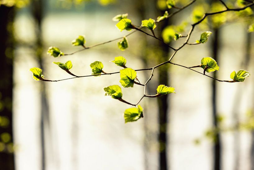 Detail einer knospenden Buche von André Blom Fotografie Utrecht