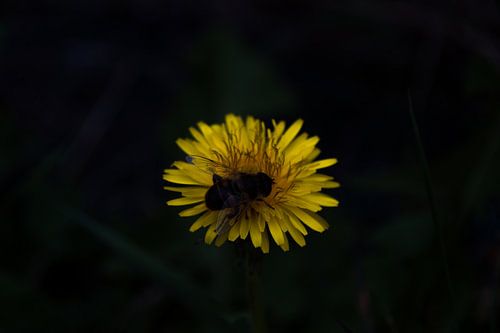 Dandelion bee