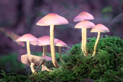 Mushrooms in moss - Nature