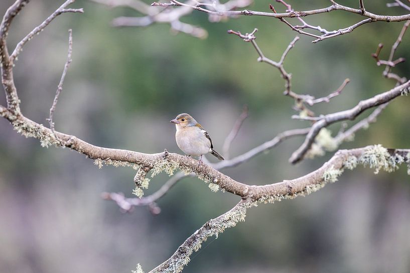 Madeira finch on a branch during one of the Levada walks by Eric van Nieuwland