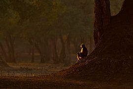 Baboon by Loulou Beavers