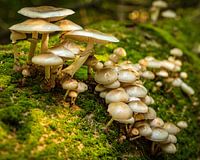 Porcelain mushroom