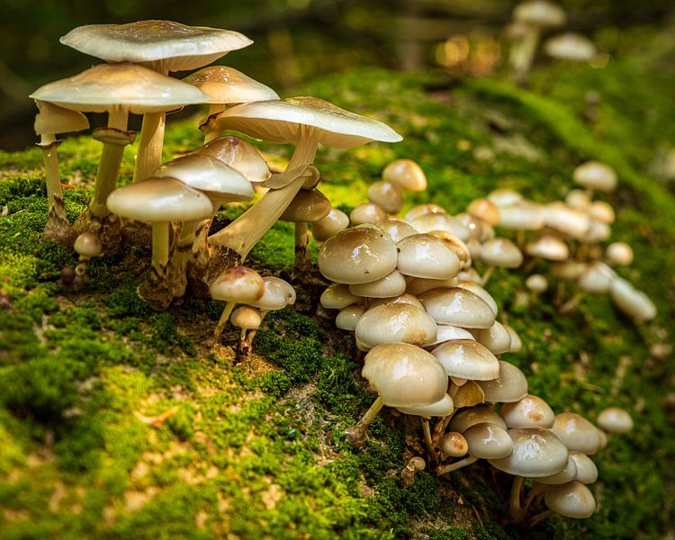 Champignon en porcelaine par Edwin van Zevenbergen
