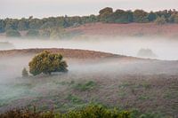 Misty morning hills tree and heather