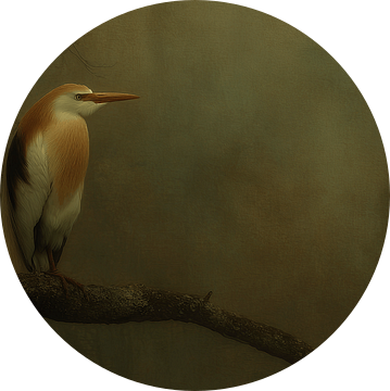 Stilte van de Ochtendreiger