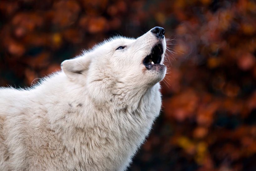 Heulender Hudson Bay Wolf von Edwin Butter