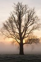 Silhouette of a bare tree in the mist in the morningsun in springtime