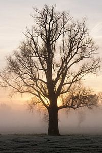 Silhouette eines kahlen Baumes im Morgennebel bei Sonnenaufgang