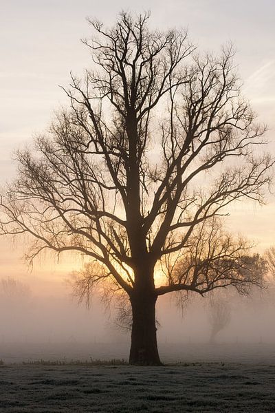 Silhouette of a bare tree in the mist in the morningsun in springtime by Leoniek van der Vliet
