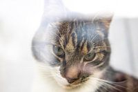 Cat behind the window but free to go (color