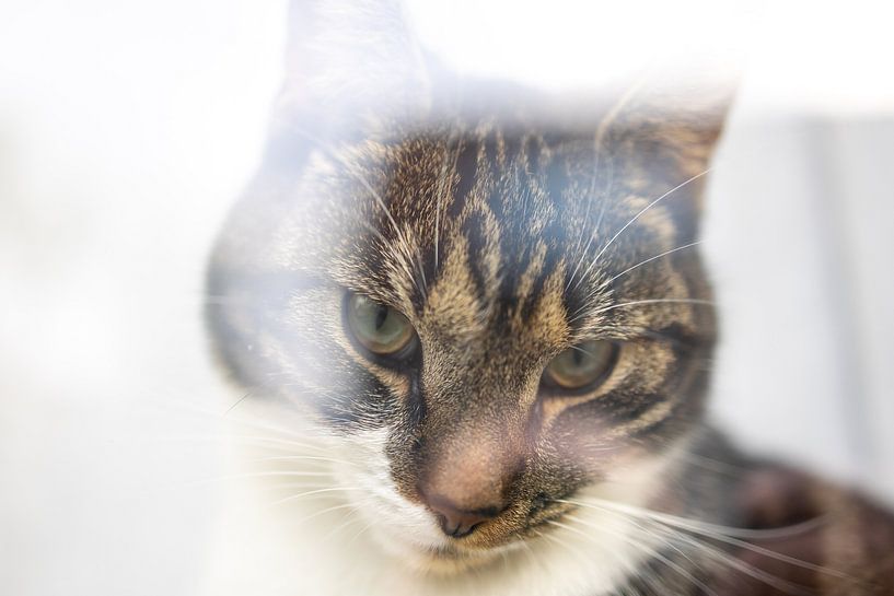 Cat behind the window but free to go (color by Erwin van Eekhout