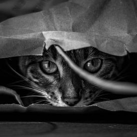 Kat in de zak van Renske Spijkers