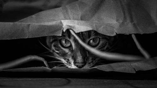 Le chat dans le sac