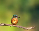 the kingfisher by Berry Brons thumbnail