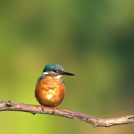 de ijsvogel van Berry Brons