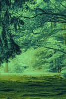 Ein Weg im Wald in kalten Farben