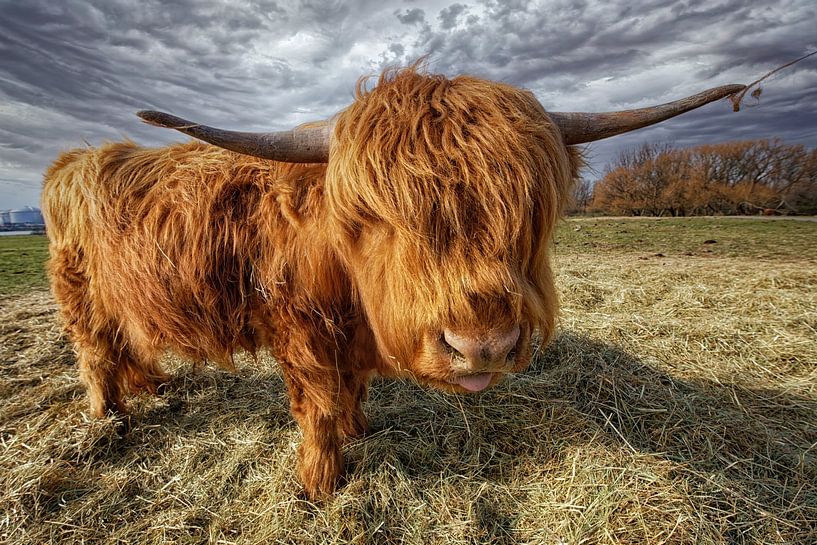 Scottish Highlander by Tilly Meijer