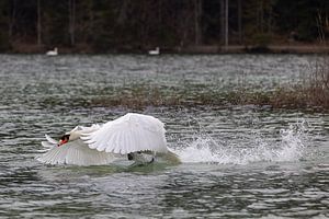 Startender Schwan am Isarstausee bei Krün.