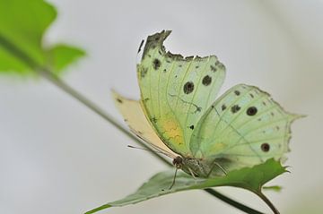 Vlinder op blad van Truus Hagen