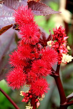 A Symphony in Crimson the red miracle tree by Foto Moments by M. J. Leenders