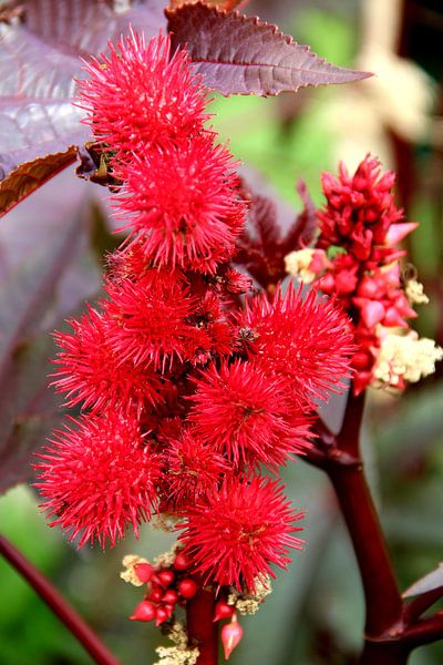 A Symphony in Crimson the red miracle tree by Foto Moments by M. J. Leenders