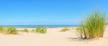 Dünen am Strand im Sommer