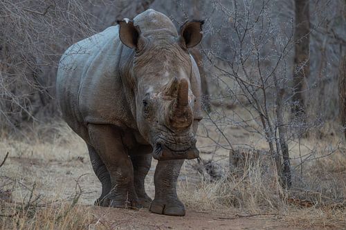 Rhinocéros blanc dans le PN de Pilanusberg Afrique du Sud