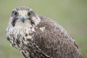 Faucon sacre (Falco cherrug)