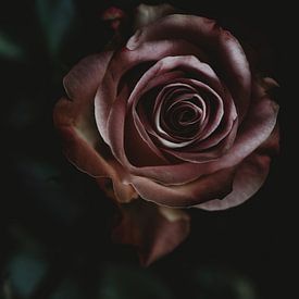 the Rose von Marije Jellema