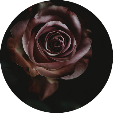 the Rose van Marije Jellema