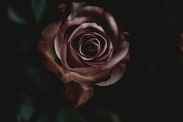 the Rose sur Marije Jellema
