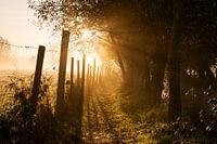 eine morgendliche Kröte in der Schwalbe