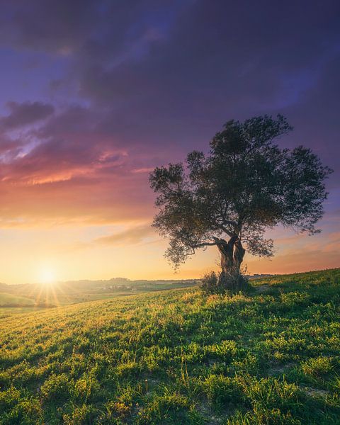 Prächtiger Sonnenuntergang über einem Olivenbaum in der Toskana von Stefano Orazzini