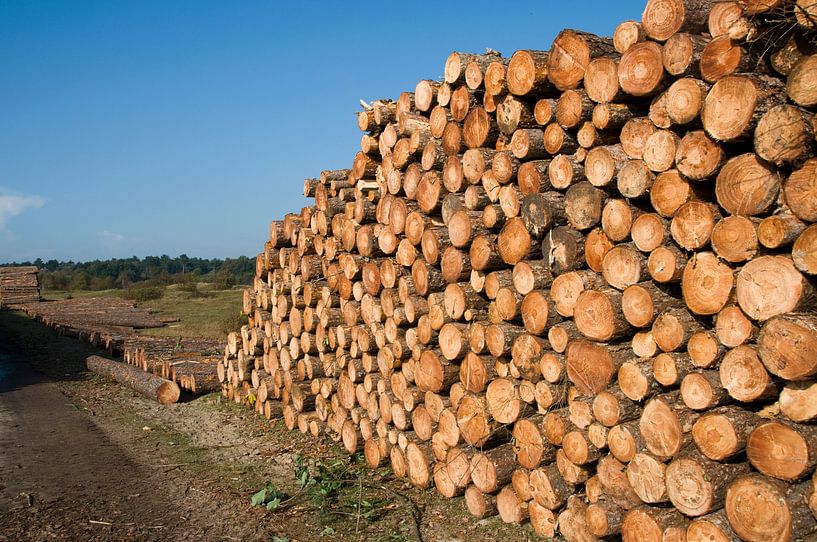 grote stapel hout in het bos by ChrisWillemsen
