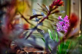 Les messagers du printemps sur Foto Oger
