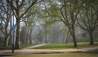 Noorderplantsoen Groningen, Moesstraat, Nieuwe Boteringestraat | Mistige ochtend in het Plantsoen van Hessel de Jong Fotografie thumbnail