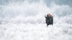 Wisent / European Bison van Alex Pansier