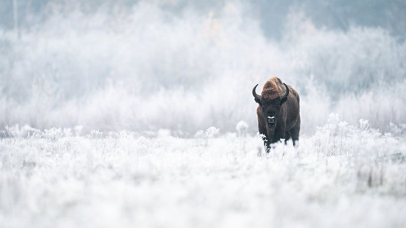 Wisent / European Bison van Alex Pansier